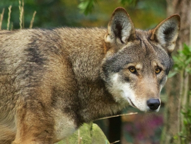 Red Wolf Recovery Program | U.S. Fish & Wildlife Service